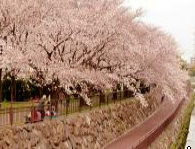 2014年”桜”開花予想時期、花見の名所、場所、ランキングを公開します。梅の名所も同時に公開します。（九州、福岡地区）