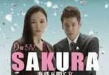 仲間由紀恵さん主演”SAKURA～事件を聞く女～”概要、あらすじ1話予告、ネタバレ、放送日、原作、脚本、主題歌、キャスト、出演者公開。